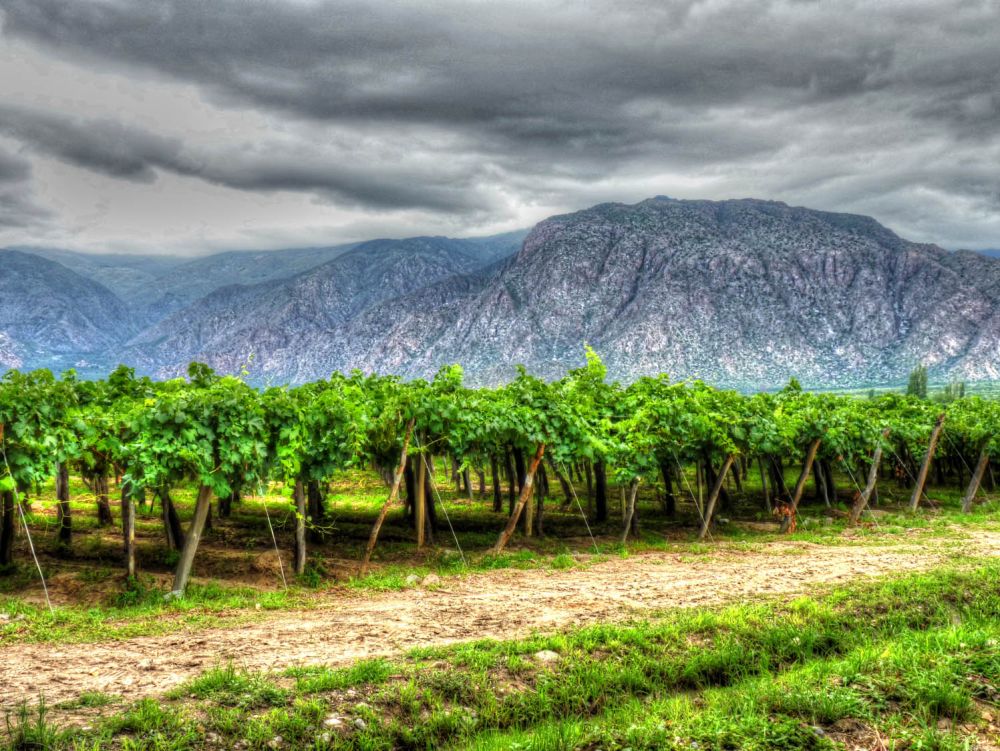 Vignes de Cafayate