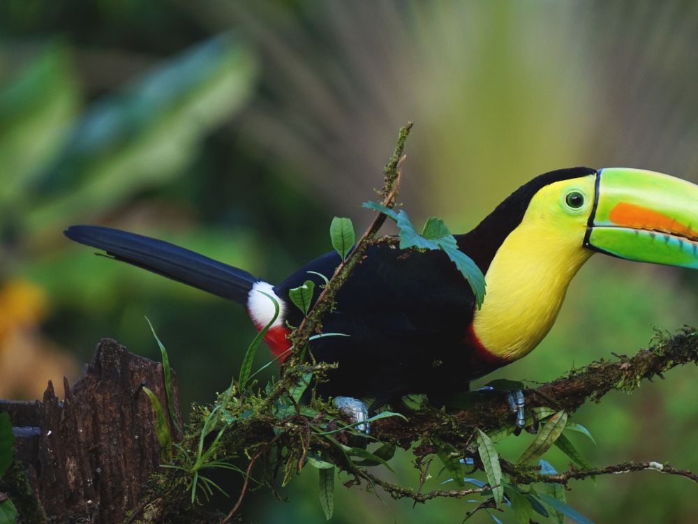 TOUCAN