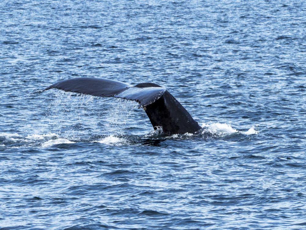 Baleine a bosse - ile de Vancouver