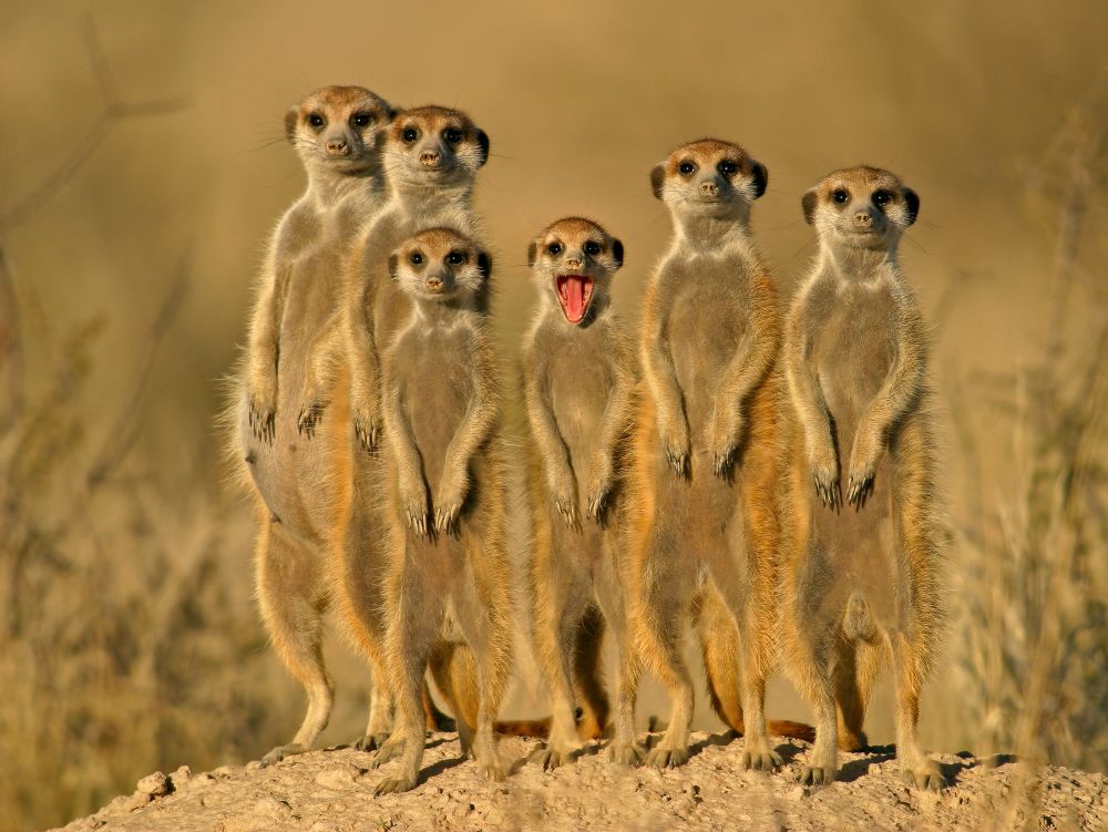 Famille de suricates
