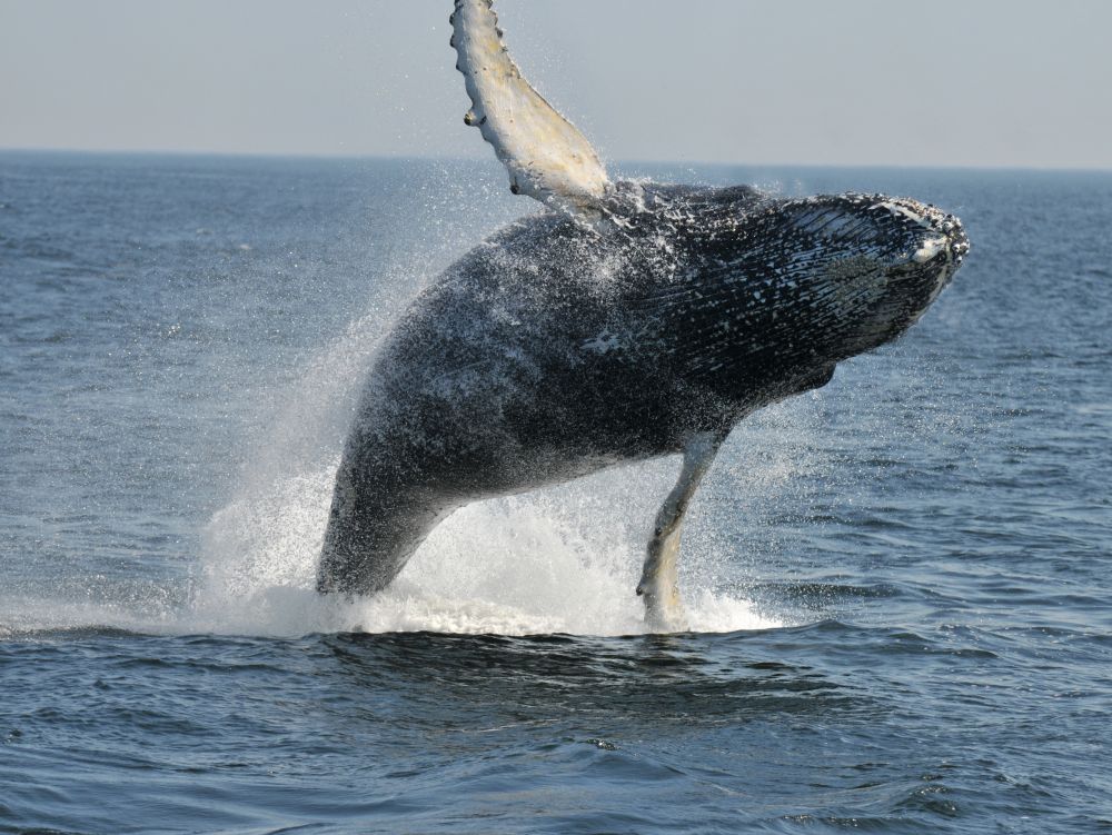 Observation des baleines