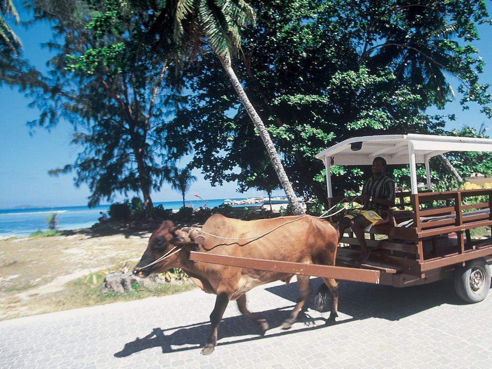 char à boeuf - La Digue