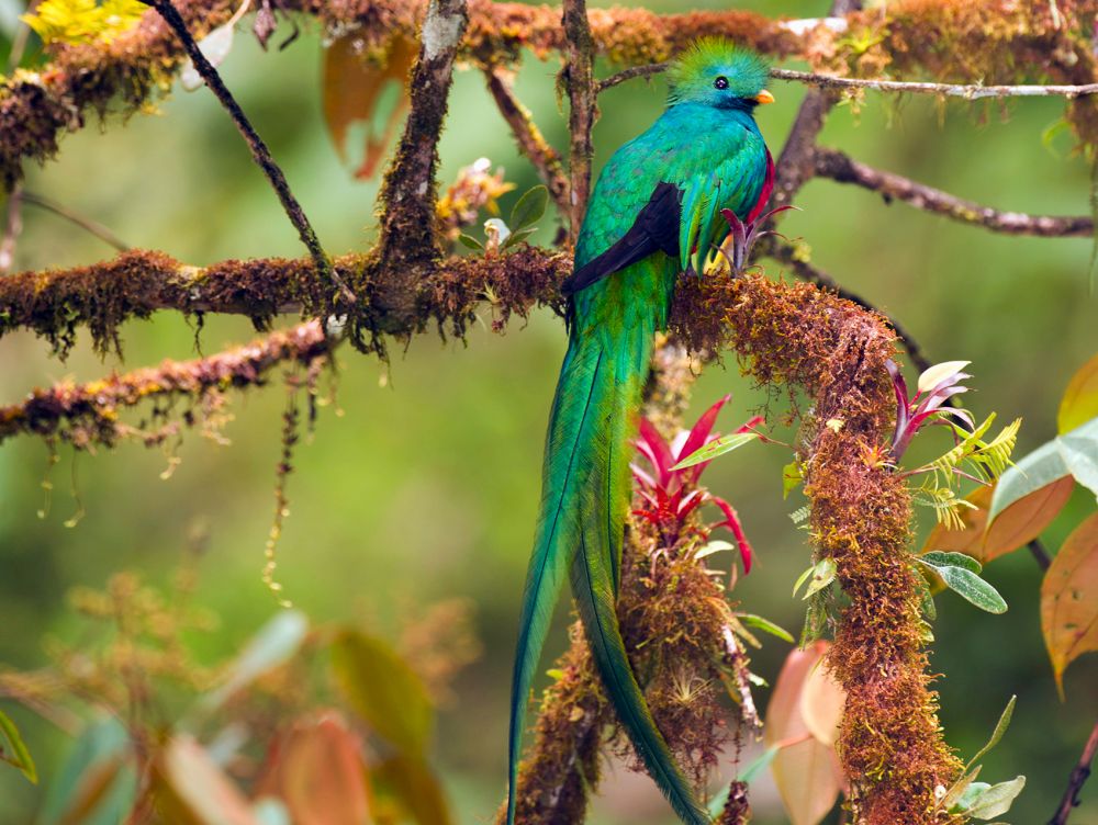 Quetzal, oiseau du Costa Rica
