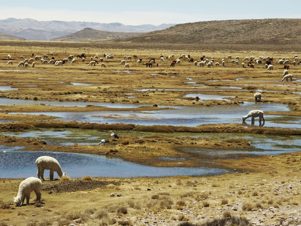 Arequipa, Alpagas sur prairie Andine