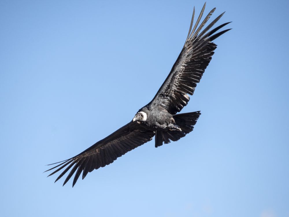 Condor des Andes