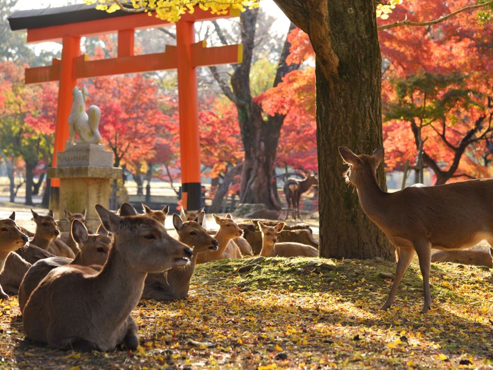 Nara