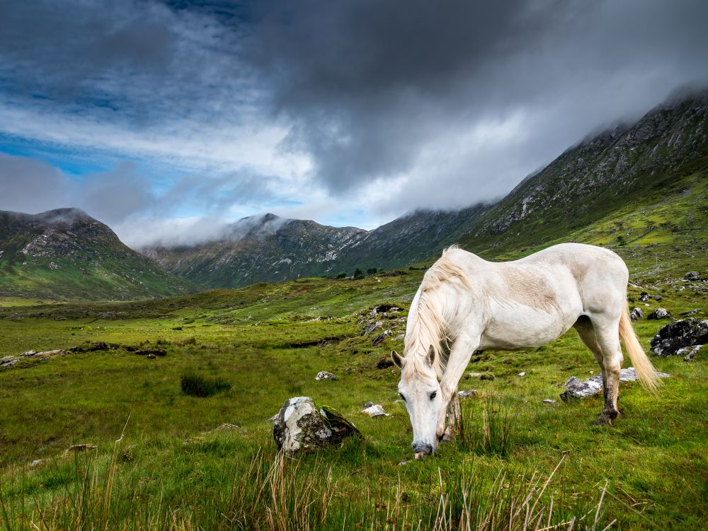 A Connemara pony