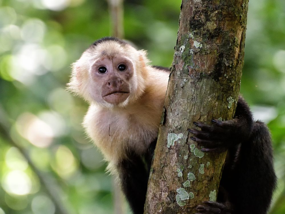 Singe