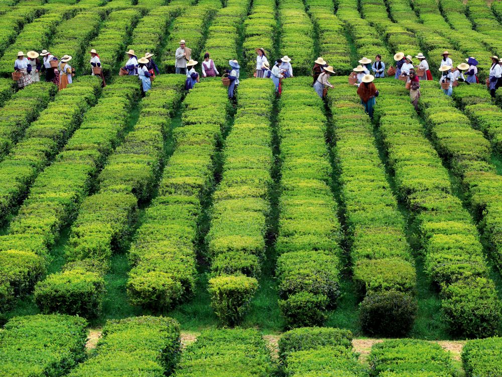 Sao Miguel. Plantations de thé.