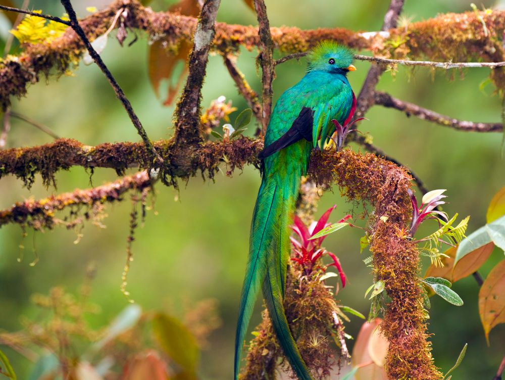 Quetzal, oiseau du Costa Rica