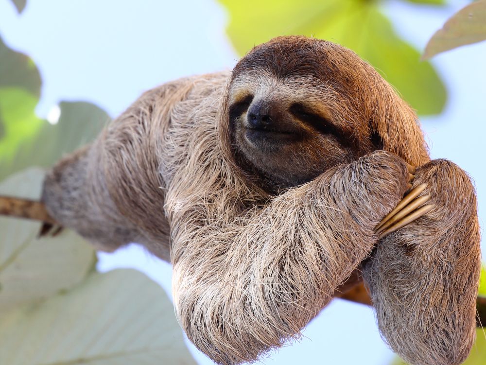 Sloth