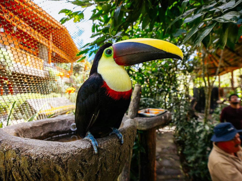 Toucan