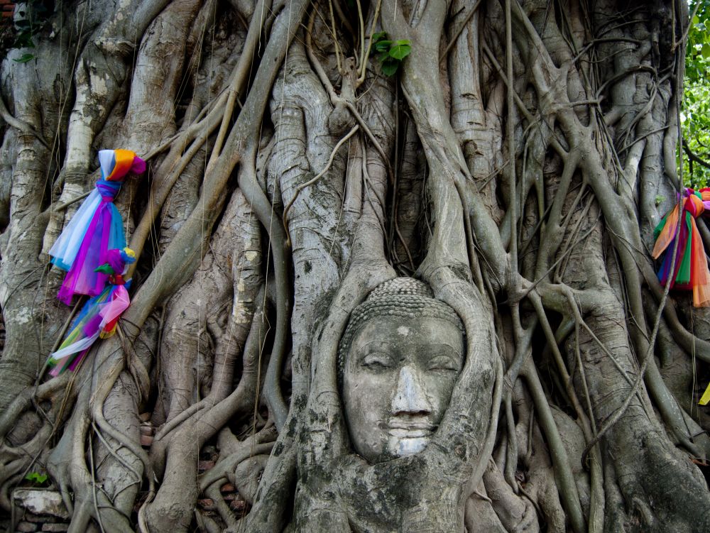 Tête de Bouddha dans un arbre - Banyan