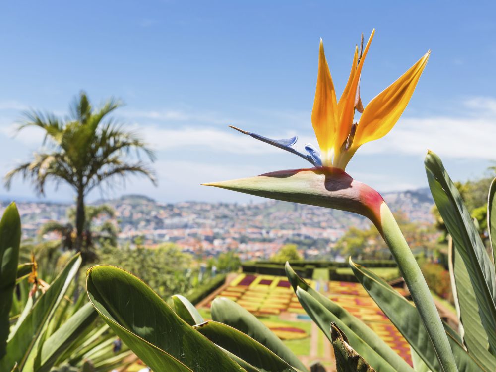 Jardin botanique, Funchal, Madère