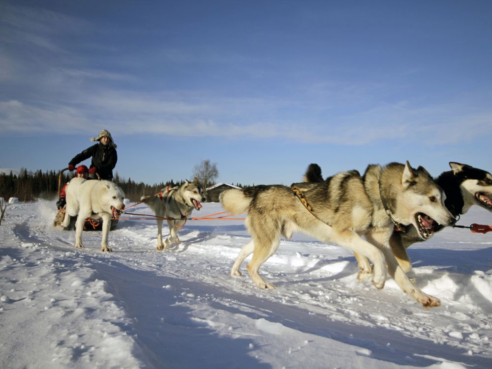 Musher et ses huskys