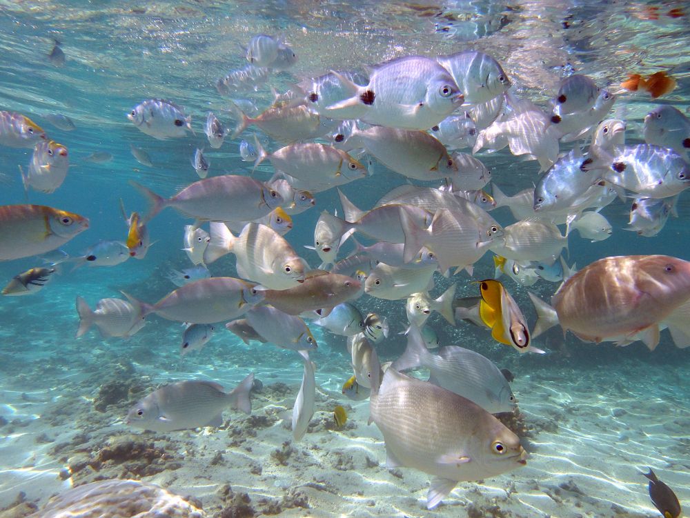 Dans le lagon de Saint-Gilles