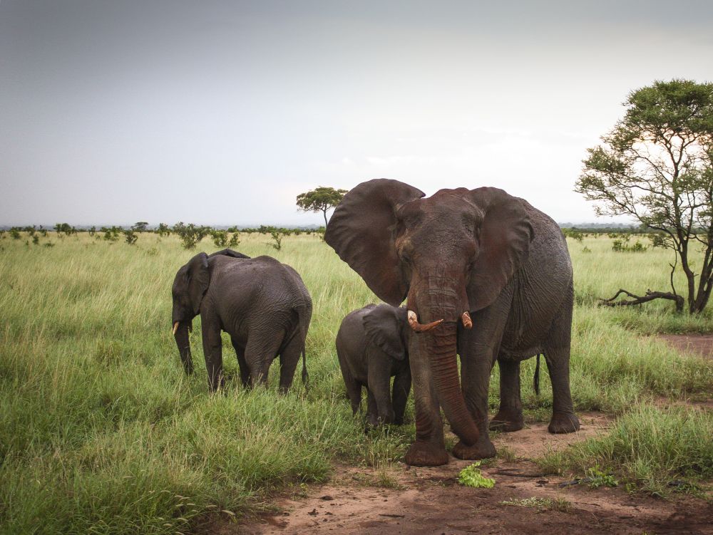 Eléphants au Tarangire