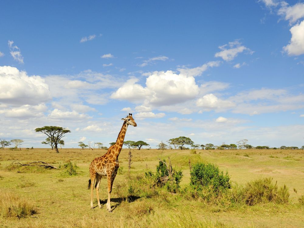 girafe tzn
