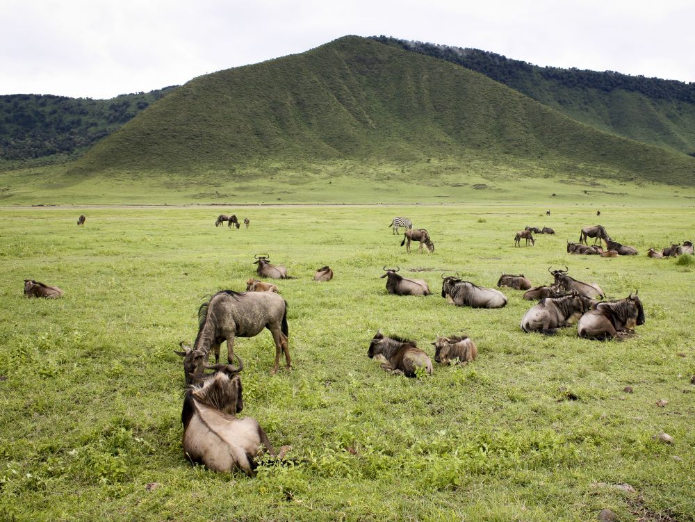 Troupeau de gnous dans le Ngorongoro