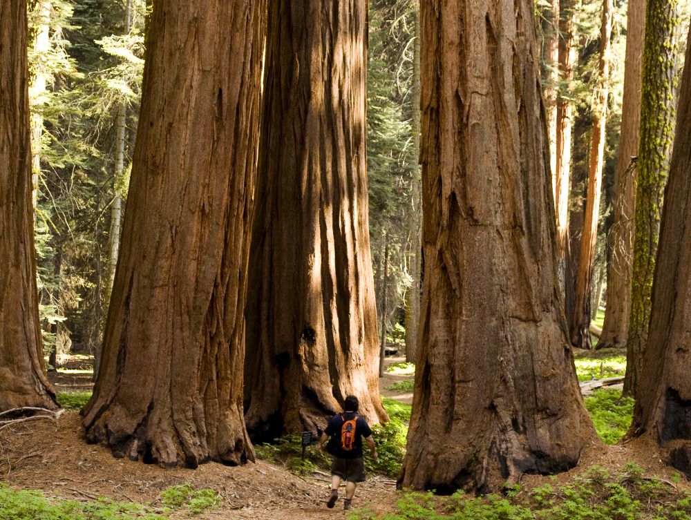 Sequoia National Park