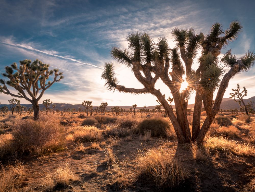 Sunset on the desert landscape in Joshua Tree National Park, California