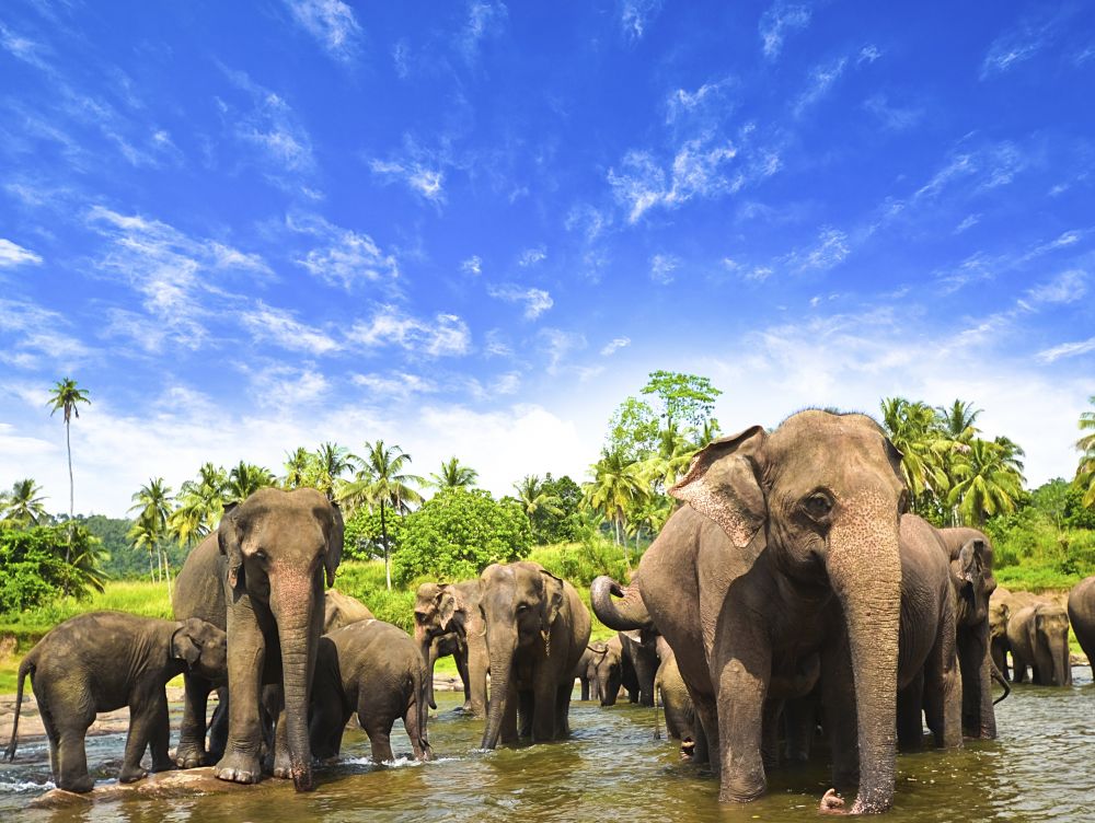 Eléphants au Sri Lanka