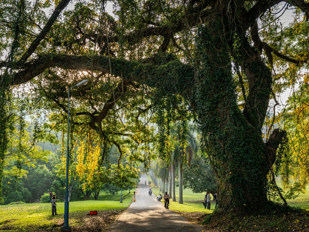 Jardin botanique de Peradeniya