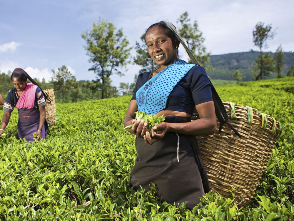 Plantations de thé près de Nuwara Eliya
