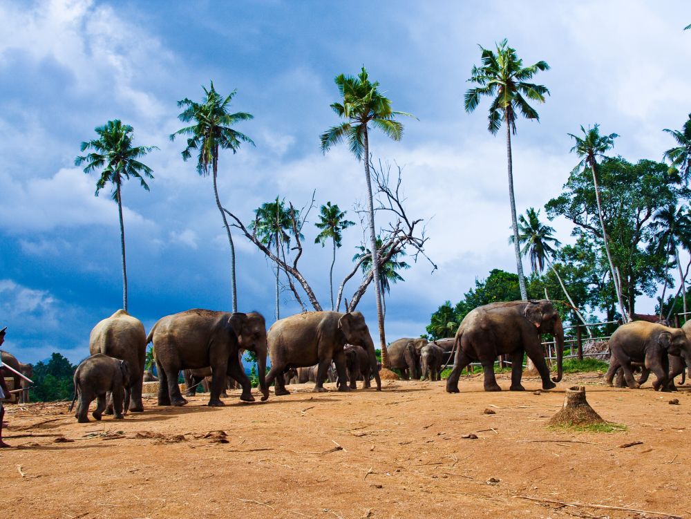 Troupeau d'éléphants