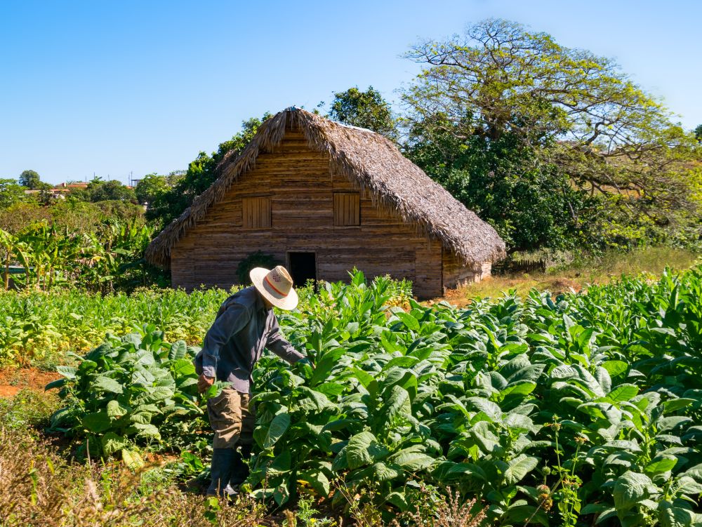 Plantation de tabac