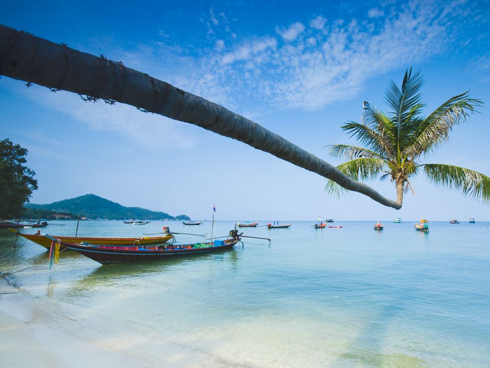 Palmier et longues barques sur la plage tropicale, île Ko Tao