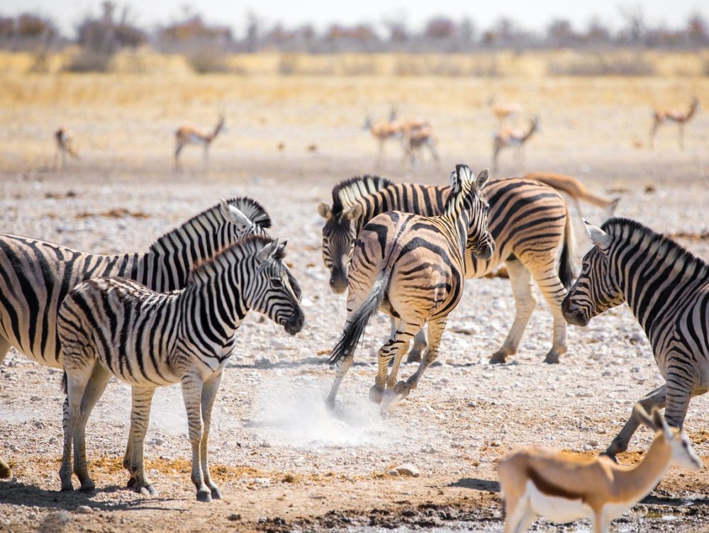 Etosha
