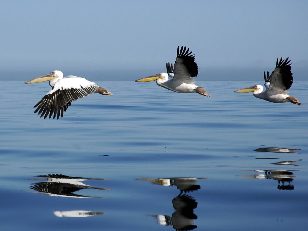 Pelicans - Swakopmund