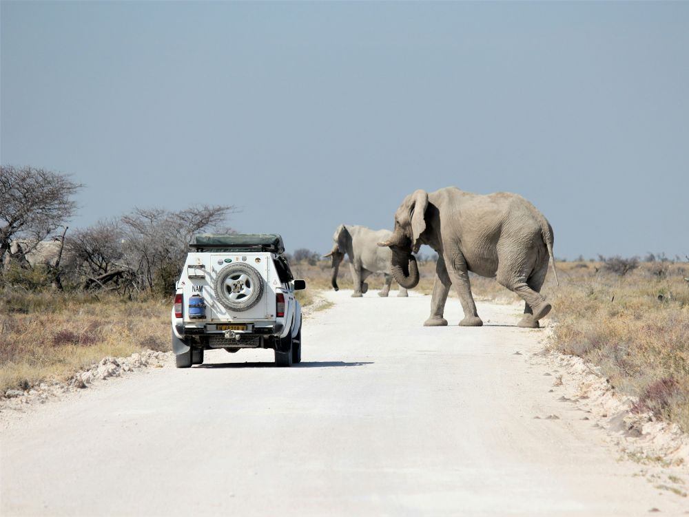 Safari Etosha