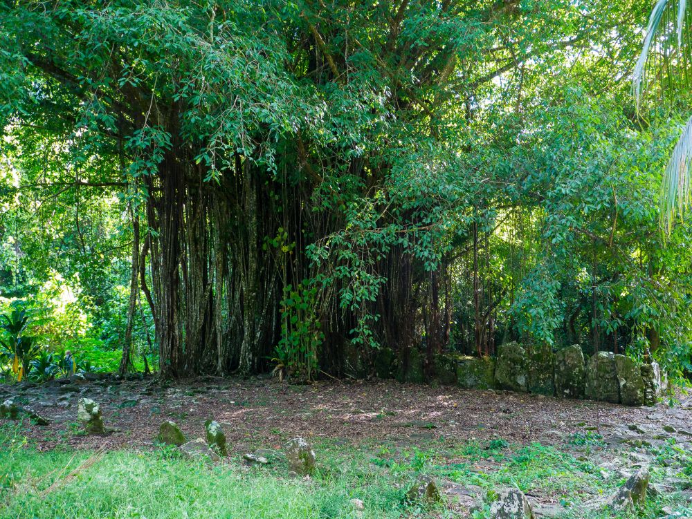 Banyan - île de Huahine