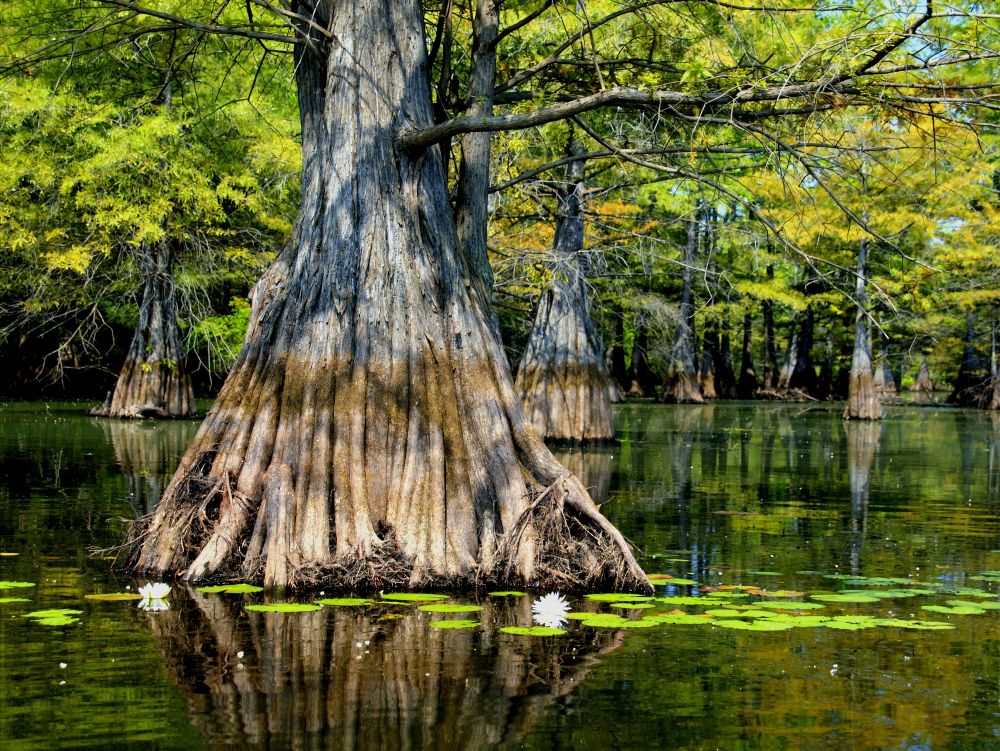 Bayou - Louisiane