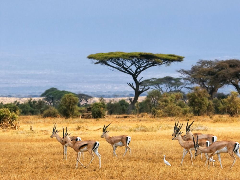 Gazelles
