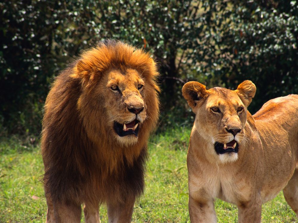 Lions - Masai Mara