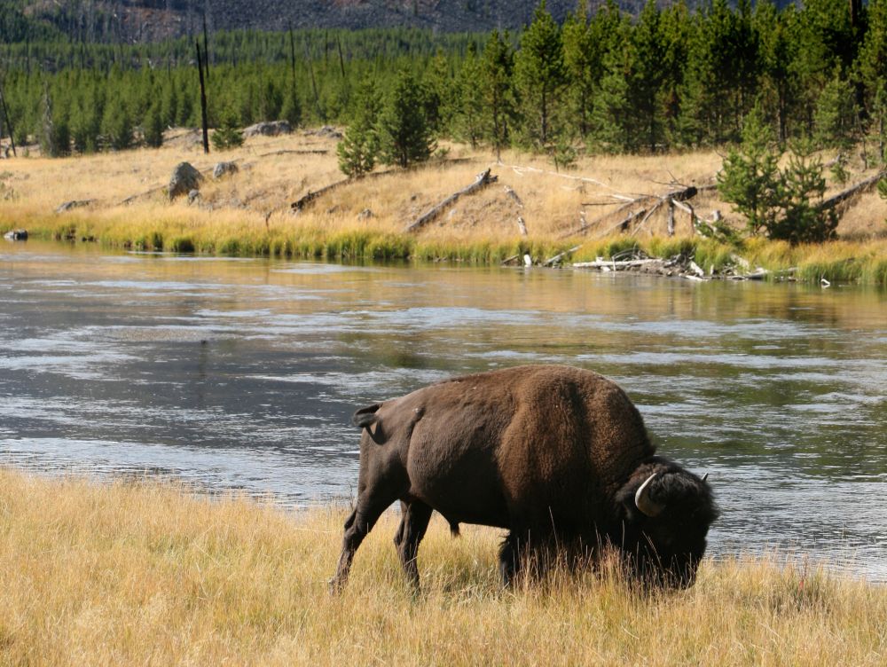Bison dans Le Yellowstone National Park