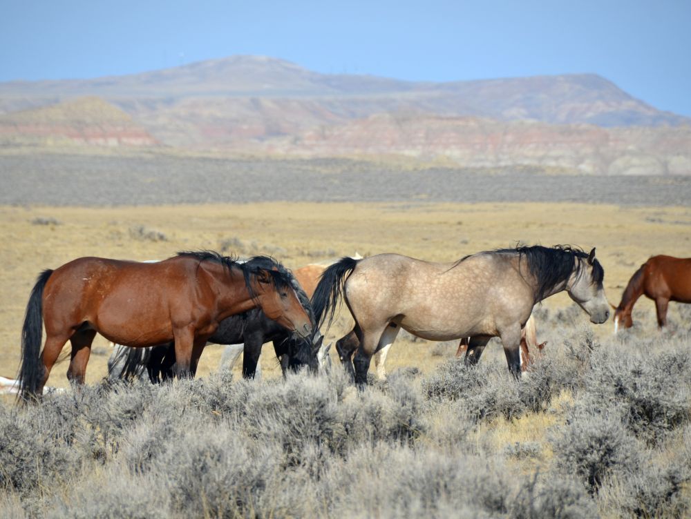 Chevaux Wyoming