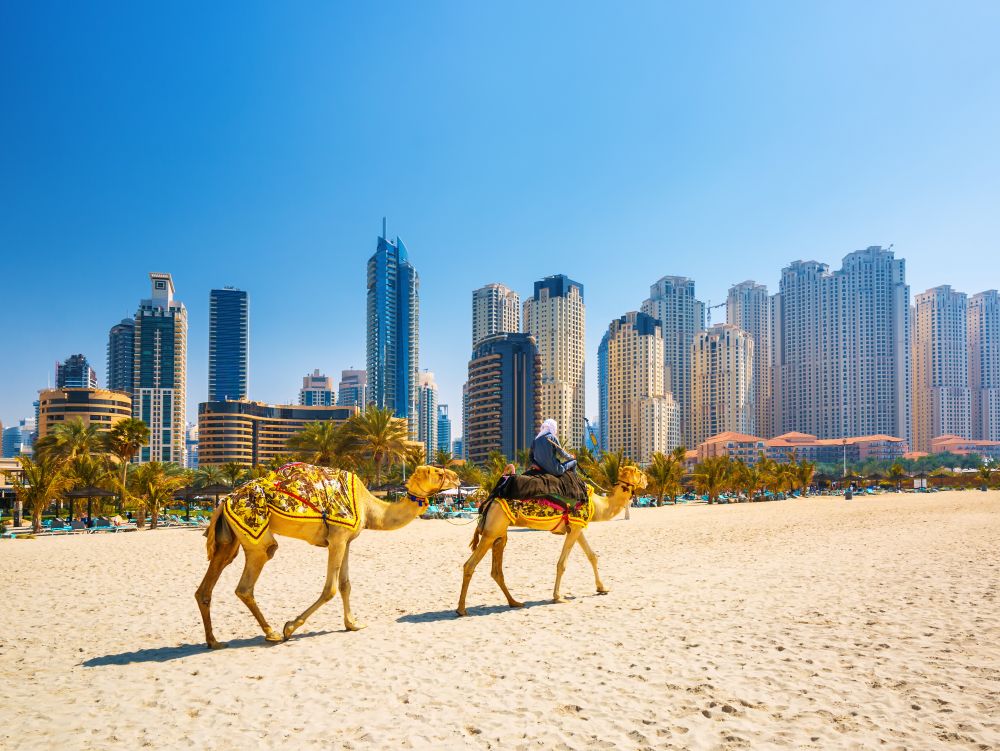 The camels on Jumeirah beach and skyscrapers in the backround in Dubai,Dubai,United Arab Emirates