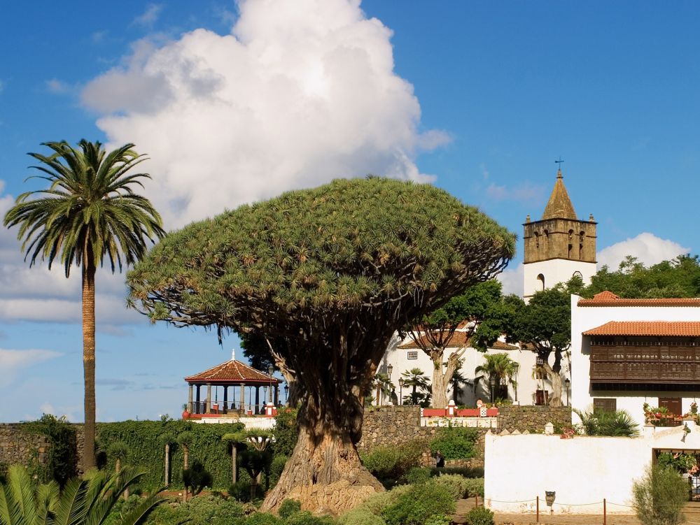 Tenerife, Icod de los vinos