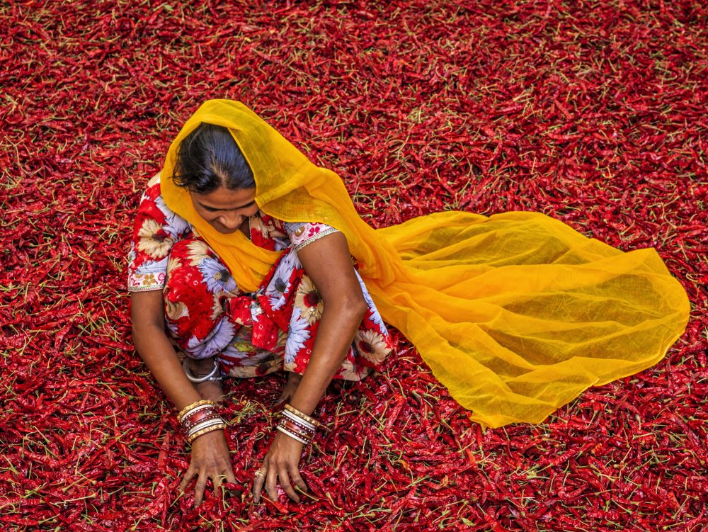 Femme à la cueuillette du piment Jodhpur