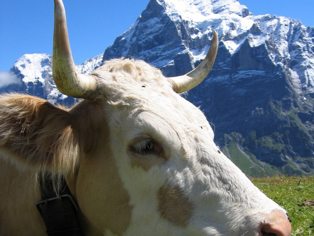Vache Suisse