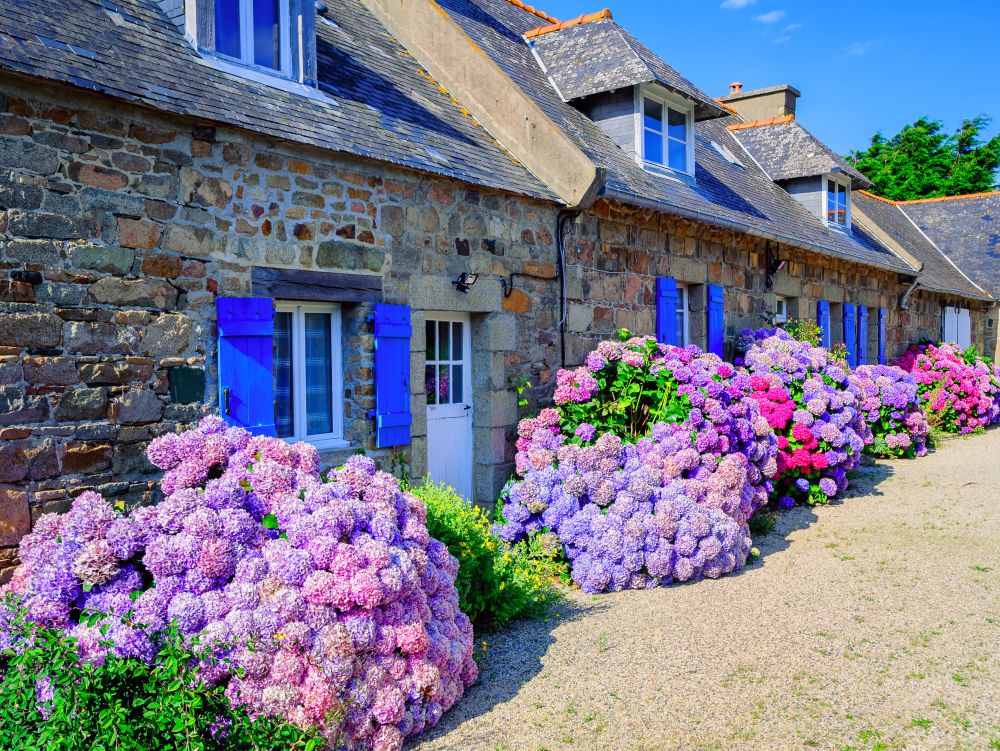 Colorful Hydrangeas flowers